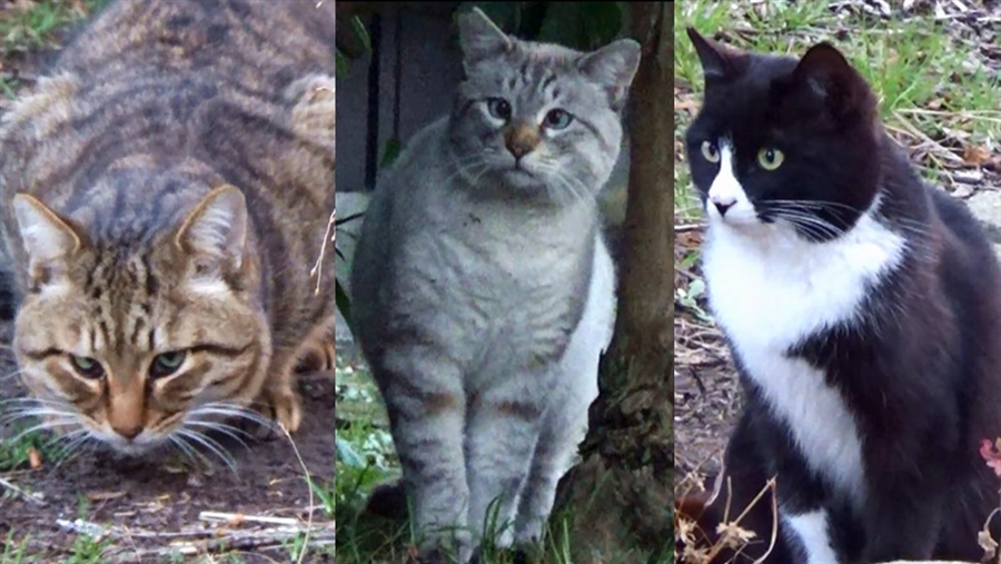 1/16 武者吉&ハチ吉&シャム吉が三つ巴!